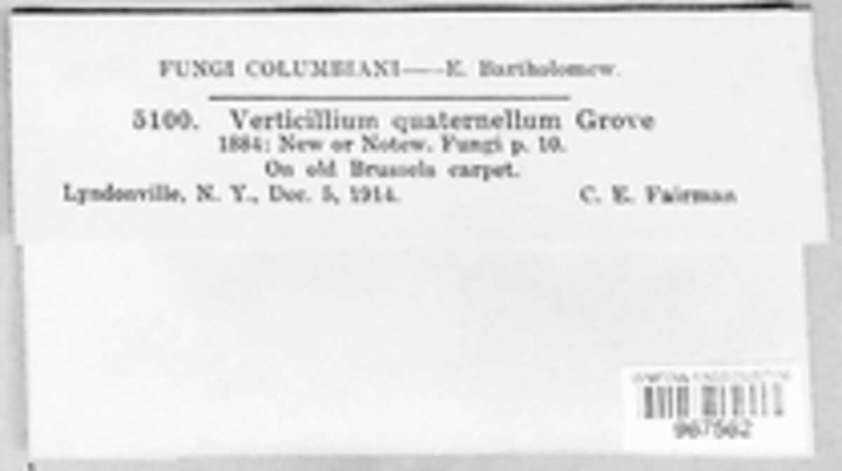 Plectosphaerellaceae image